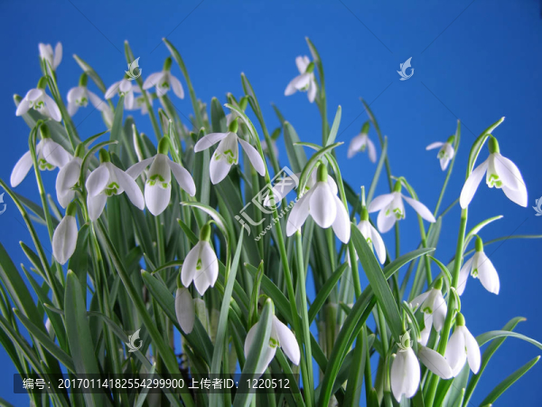 雪花蓮