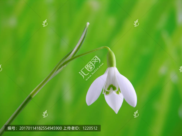 雪花蓮