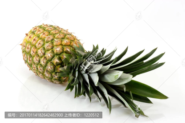 熱帶