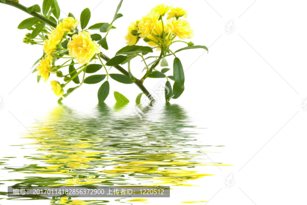 春天的花朵