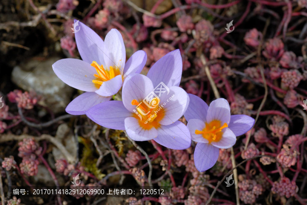 三淡紫色crocuse