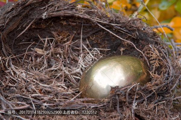 金窩蛋