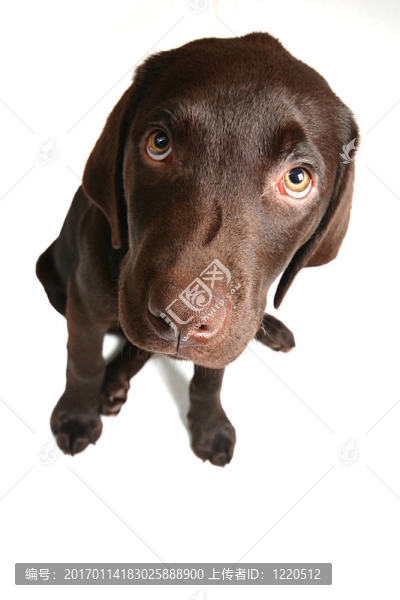 巧克力實(shí)驗(yàn)室廣角