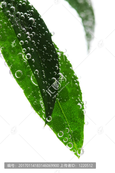 水綠葉