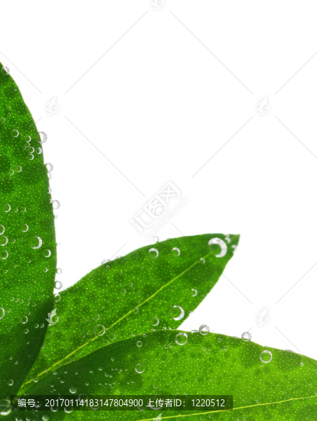 水綠葉