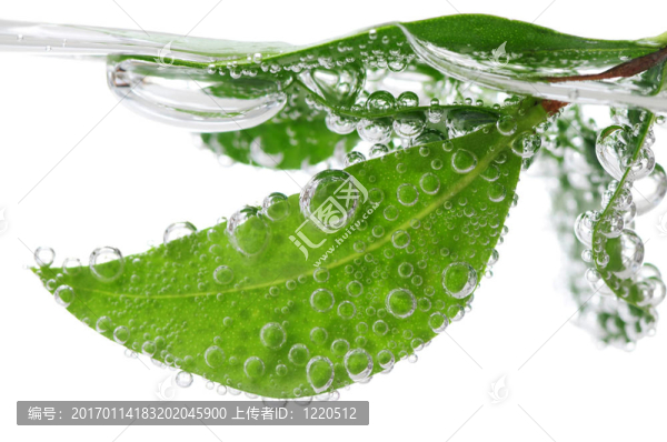 水綠葉