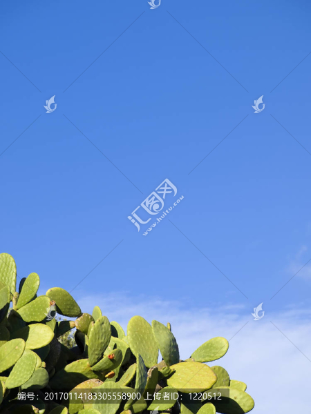 花椒梨