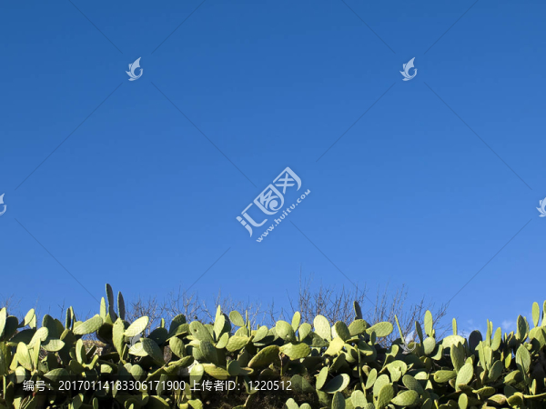 花椒梨