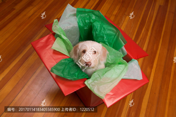 小狗在禮品盒