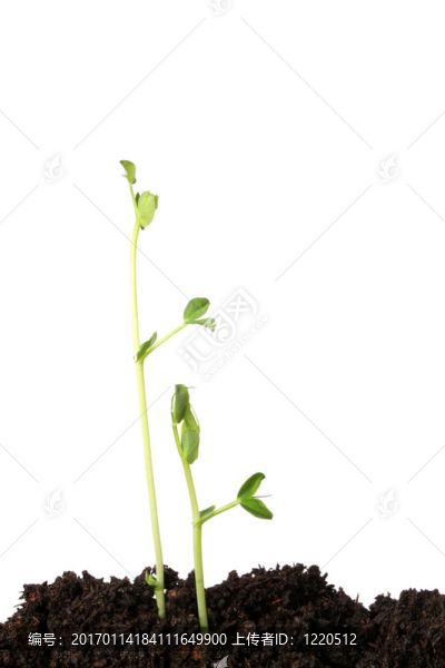 豌豆苗
