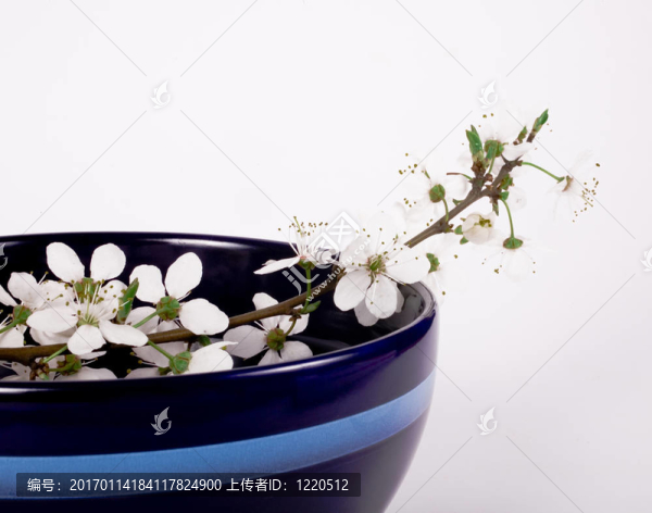 櫻花