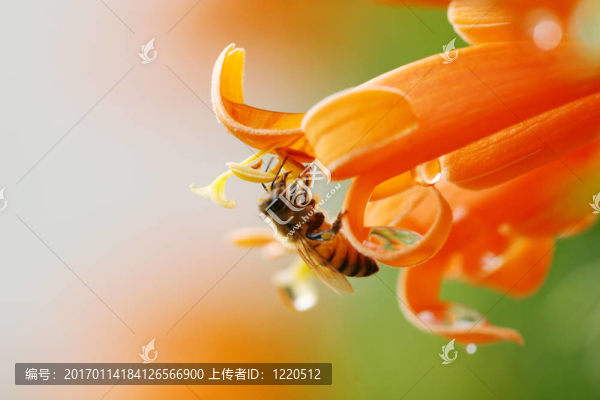 蜜蜂采集花蜜