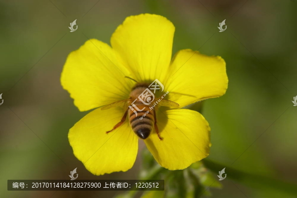 蜜蜂采集花蜜