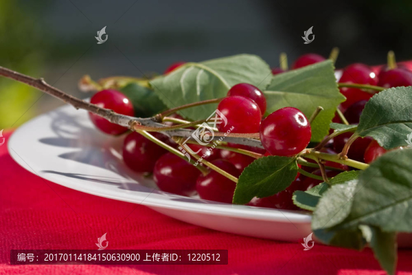 櫻桃