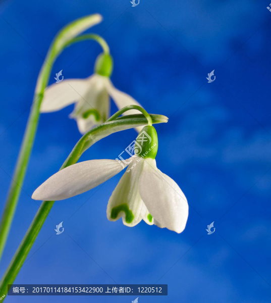 兩雪花蓮