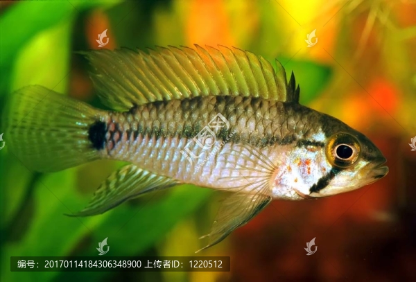 翡翠apistogramma,sp.