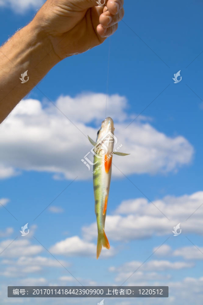 魚