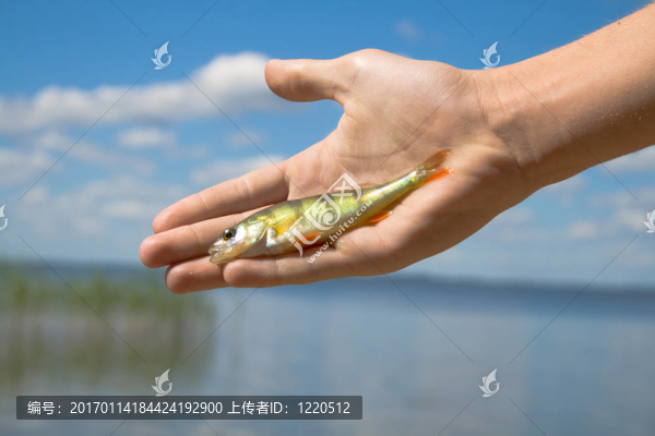 魚