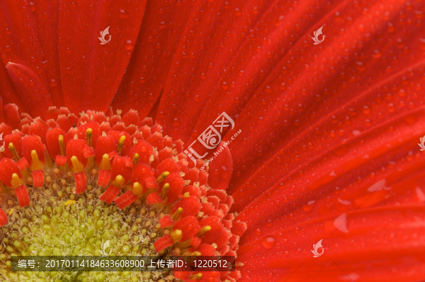 宏紅格柏菊花水滴