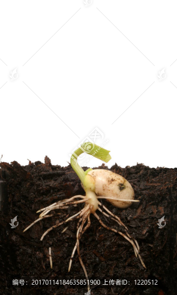 發(fā)芽的種子