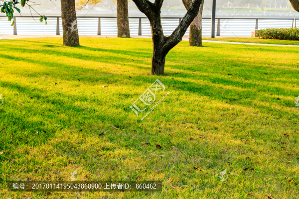 草坪光影,草皮草地