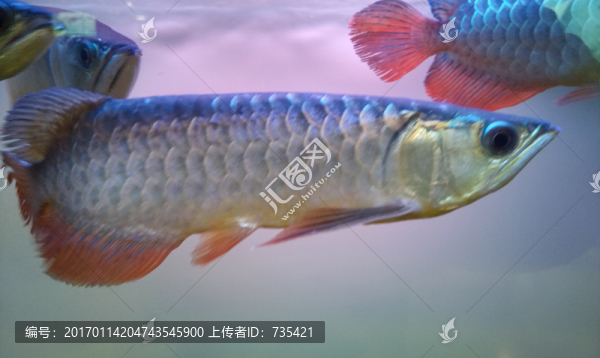金龍魚