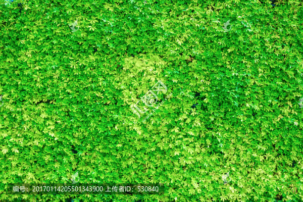 花墻,綠色植物墻