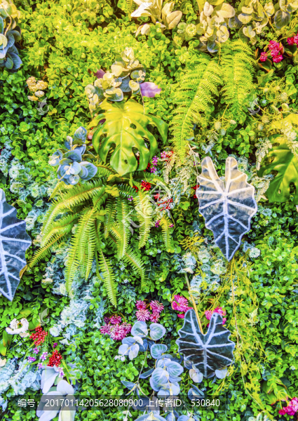 花墻,綠色植物墻
