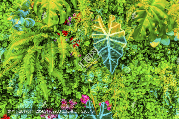 花墻,綠色植物墻