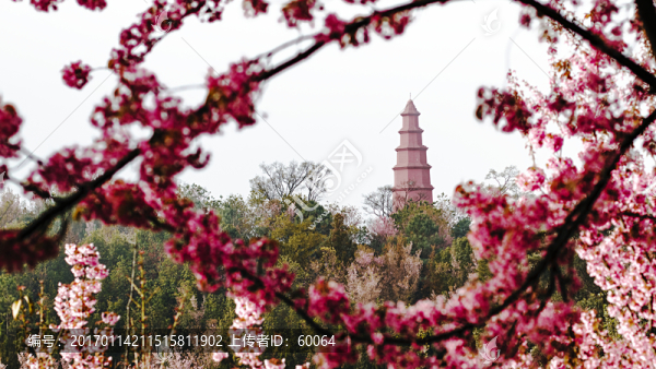 櫻花,紅塔
