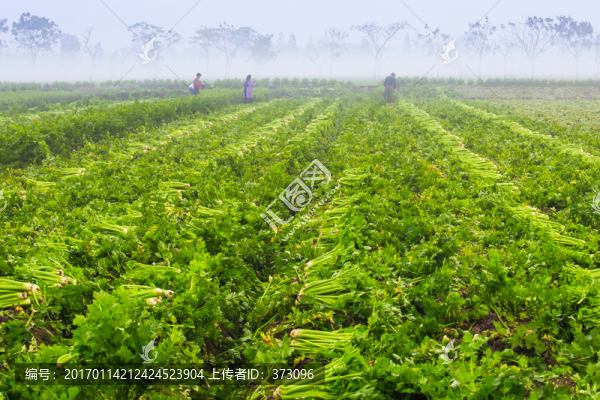西芹種植基地