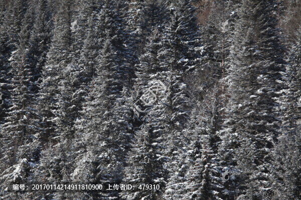 林海雪原,雪鄉(xiāng),山,松樹