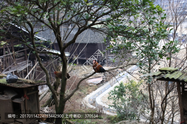 地筍苗寨,湘西,少數(shù)名族,山寨
