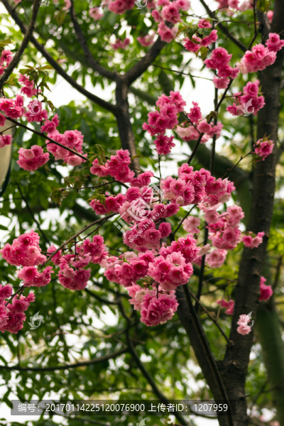 櫻花