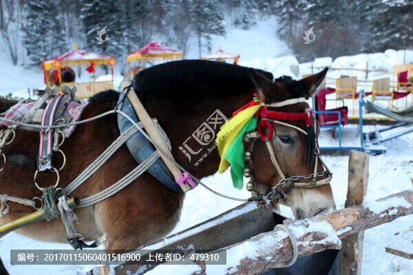 馬,雪橇,馬爬犁