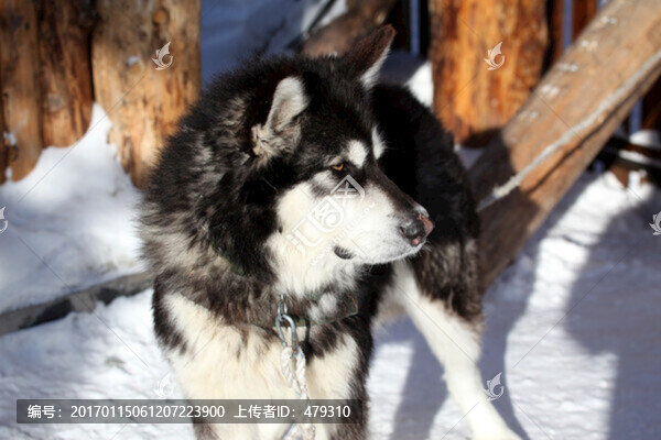 雪橇犬,狗,寵物