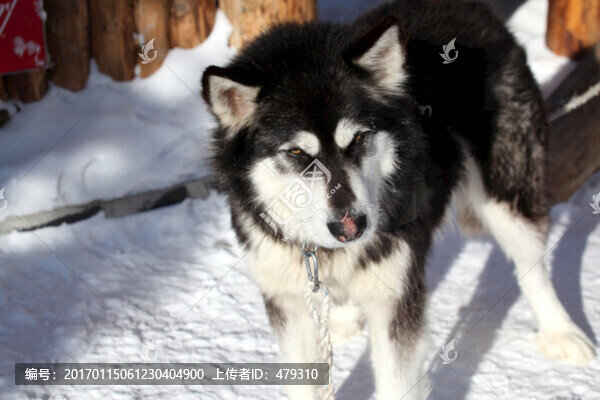 雪橇犬,狗,寵物,哈士奇