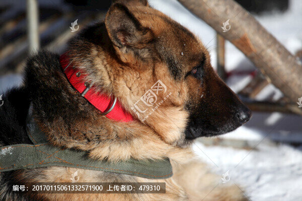 雪橇犬,狗,寵物,哈士奇,名犬
