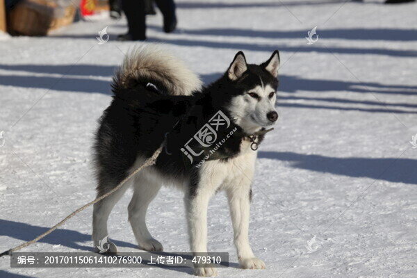 雪橇犬,狗,寵物-匯圖網(wǎng) www.fosd68.com 雪橇犬,狗,寵物