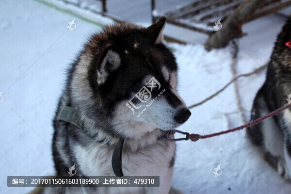 雪橇犬,狗,寵物,哈士奇,名犬