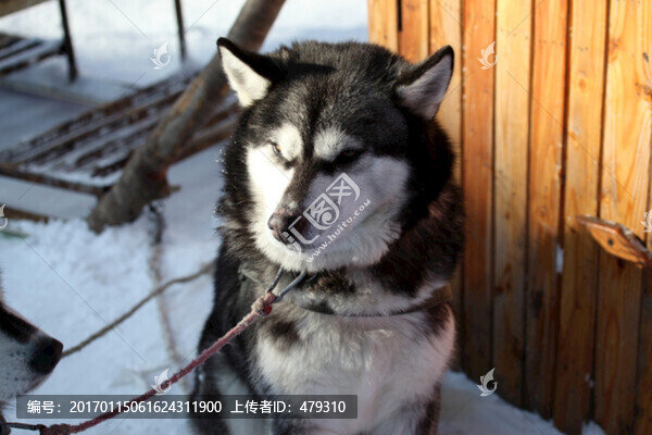 雪橇犬,狗,寵物,哈士奇,名犬