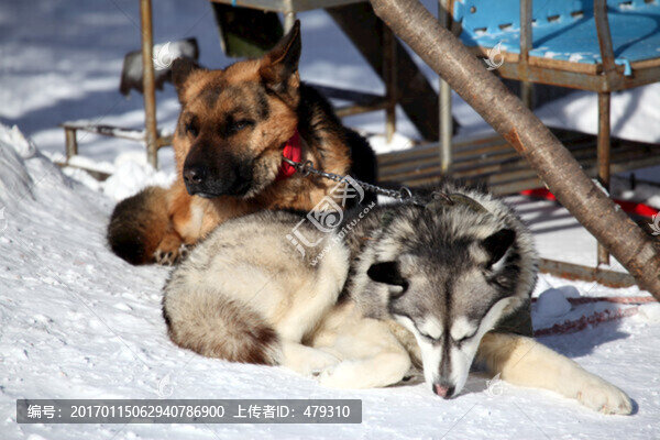 雪橇犬,狗,寵物,哈士奇,名犬