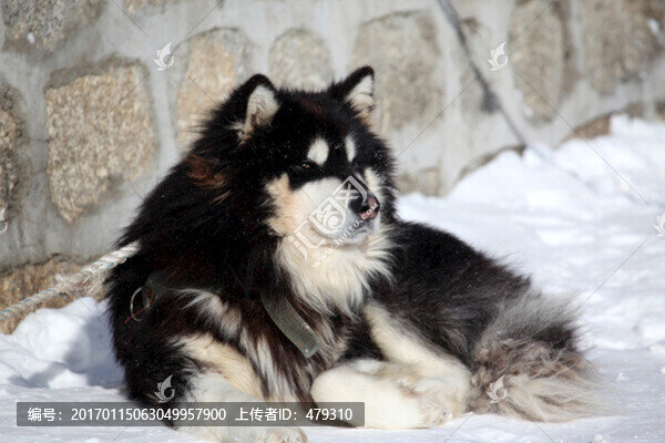 雪橇犬,狗,寵物,哈士奇,名犬