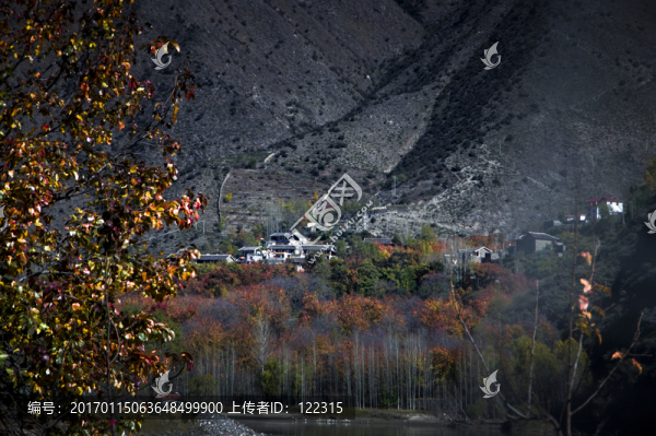 白樺深處有人家