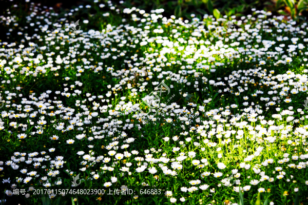 野花,鮮花,花海