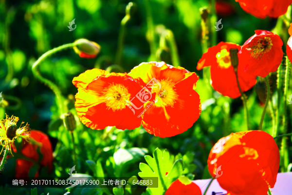 野花,紅花,太陽花