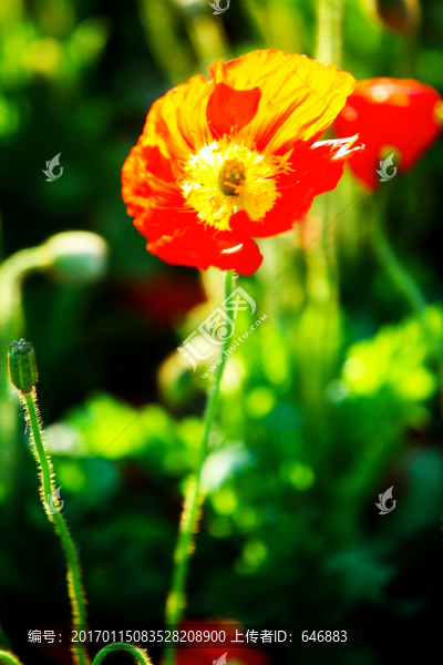 紅花,太陽花
