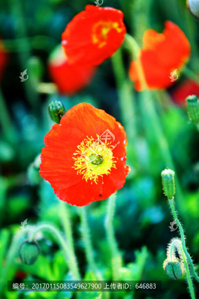 野花,紅花,太陽花