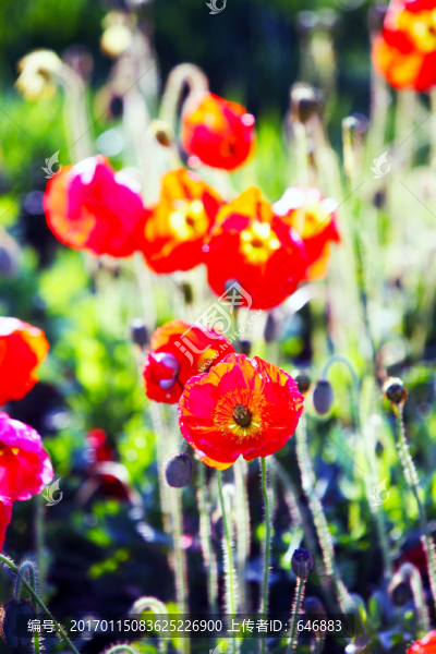 花海,野花,紅花,太陽花