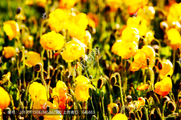 花海,野花黃花,太陽花